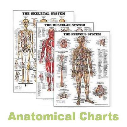 Collection image for: Anatomical Charts