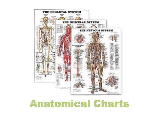Anatomical Charts