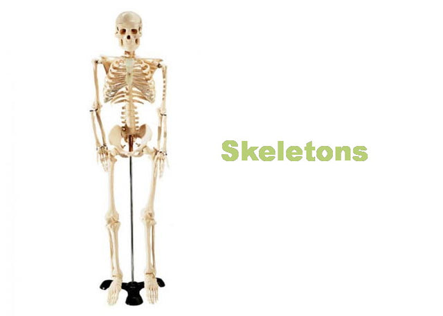 Skeletons