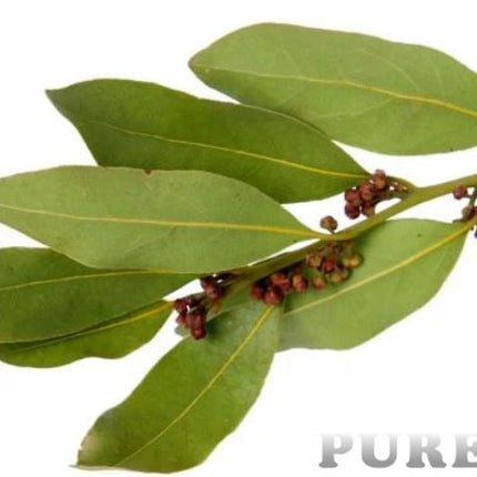 Bay Leaf Essential Oil