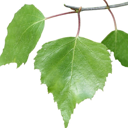 Birch (sweet) Essential Oil