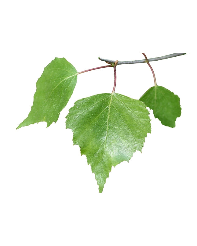Birch (sweet) Essential Oil