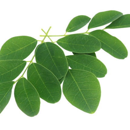 Camphor Essential Oil
