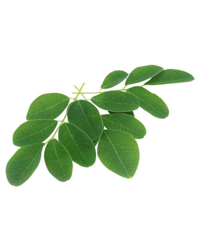 Camphor Essential Oil