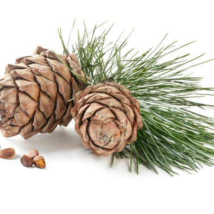 Cedarwood Essential Oil