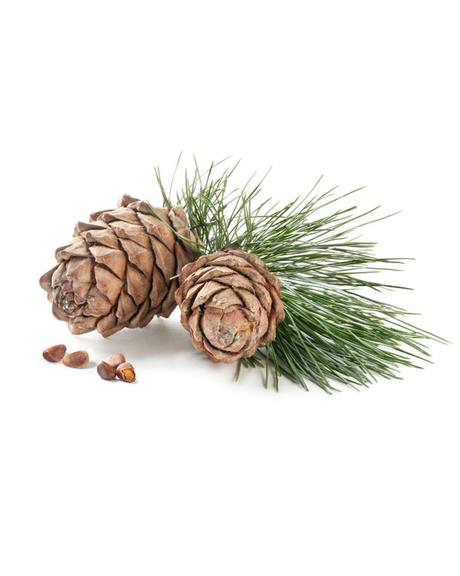 Cedarwood Essential Oil