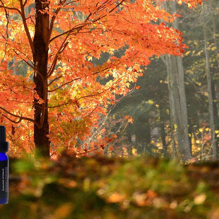 Earth and Wood Essential Oil Blend