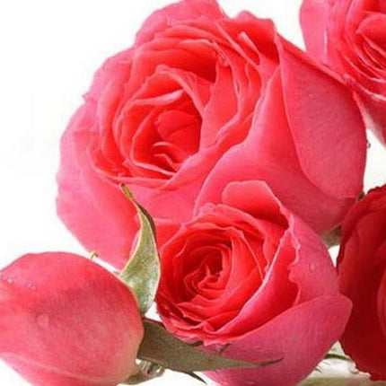 EnglishRose_FO05_Main_S16YBHP08CWZ.jpg