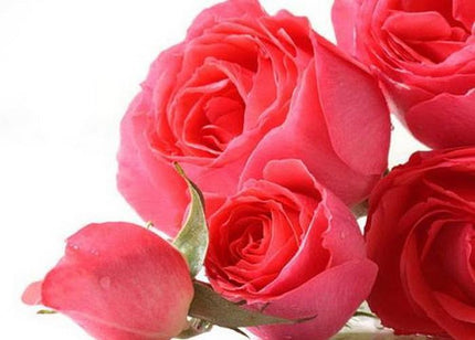 EnglishRose_FO05_Main_S16YBHP08CWZ.jpg
