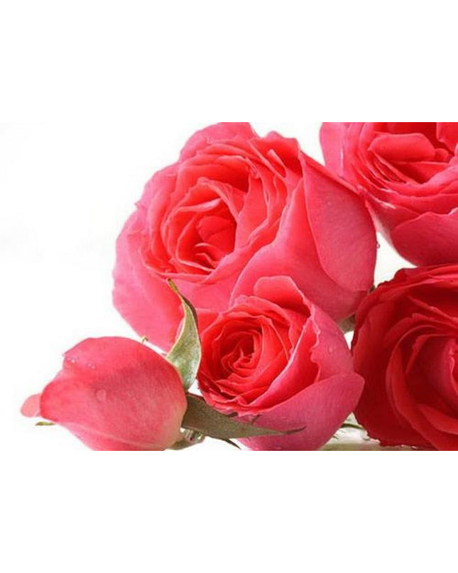 EnglishRose_FO05_Main_S16YBHP08CWZ.jpg