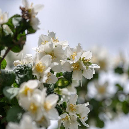 Jasmine-Flower_SGJQJYY2NU8B.jpg