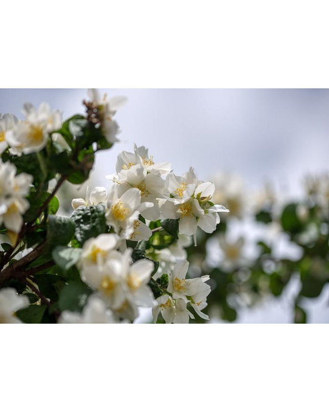 Jasmine-Flower_SGJQJYY2NU8B.jpg