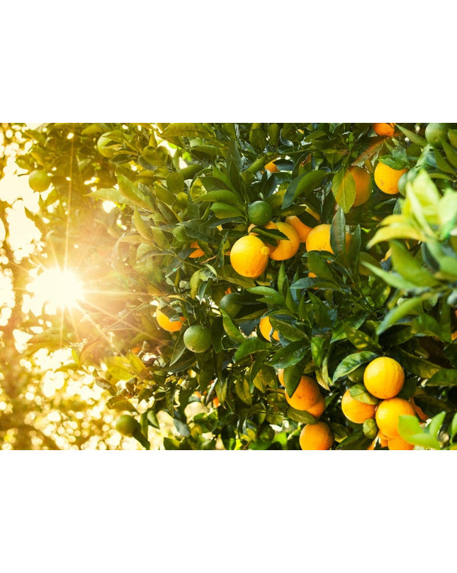 Golden Hour Fragrance Oil