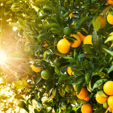 Golden Hour Fragrance Oil