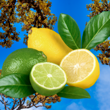 Citrus & Cedarwood Fragrance Oil