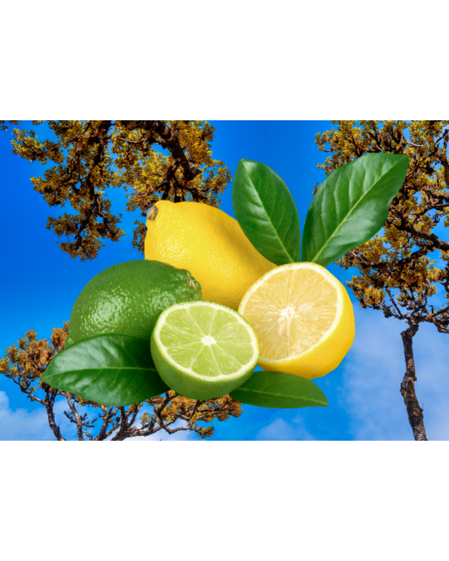 Citrus & Cedarwood Fragrance Oil