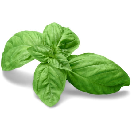 Basil Essential Oil