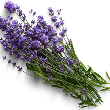 Lavender Essential Oil