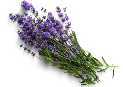 Lavender Essential Oil