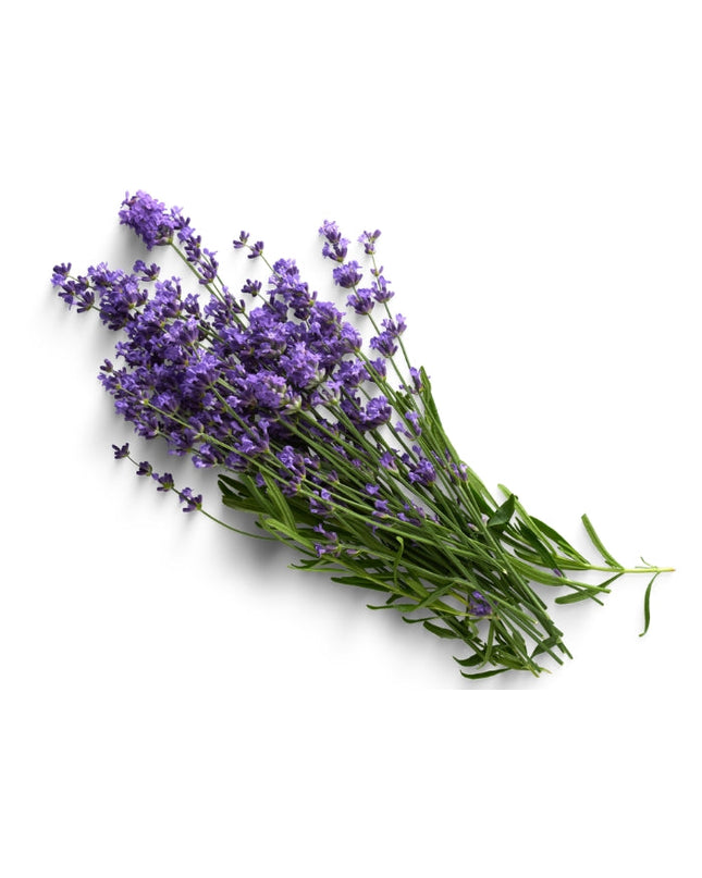 Lavender Essential Oil