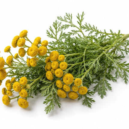 Blue Tansy Essential Oil