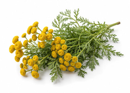 Blue Tansy Essential Oil