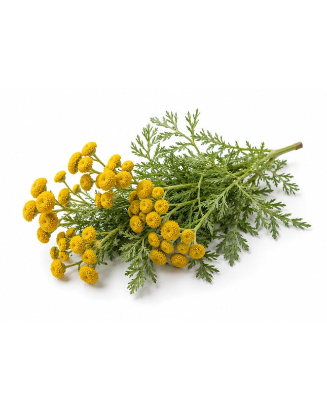 Blue Tansy Essential Oil