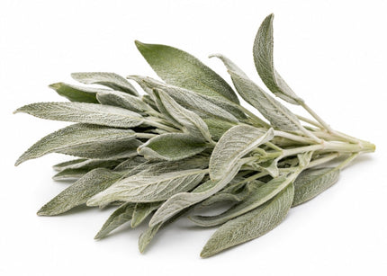 White Sage Essential Oil