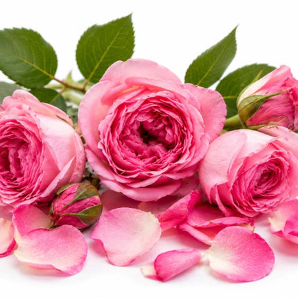 Rose Essential Oil