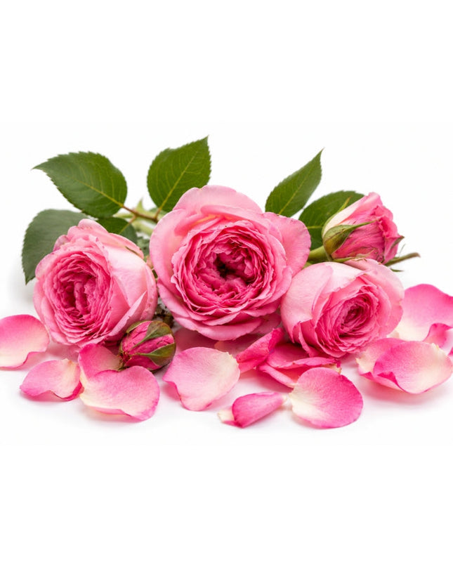 Rose Essential Oil