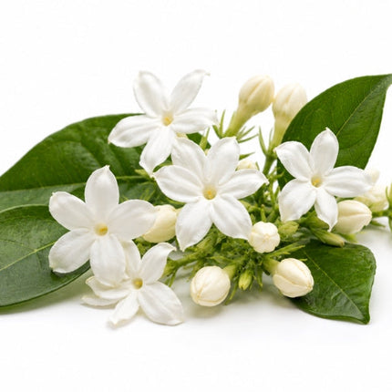 Jasmine Essential Oil