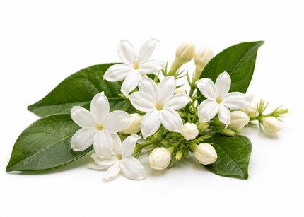 Jasmine Essential Oil