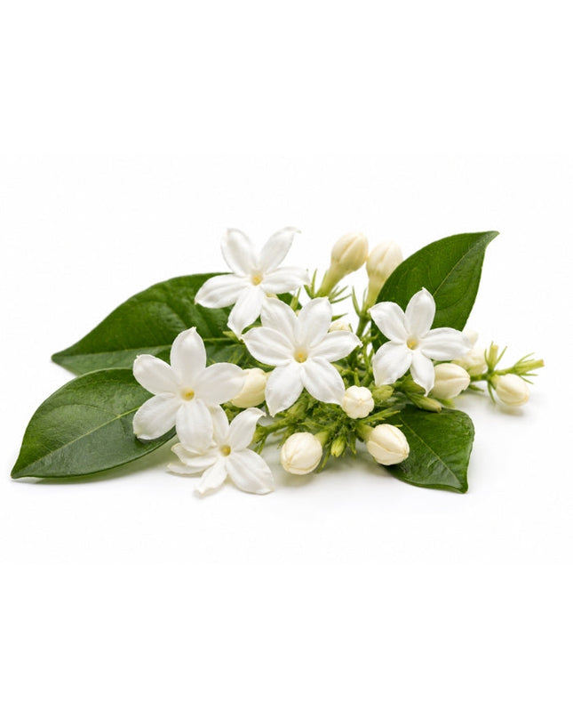 Jasmine Essential Oil