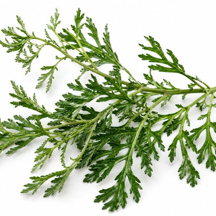 Davana Essential Oil