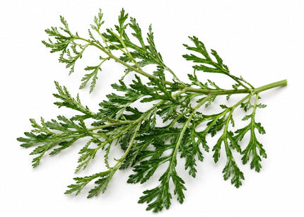 Davana Essential Oil