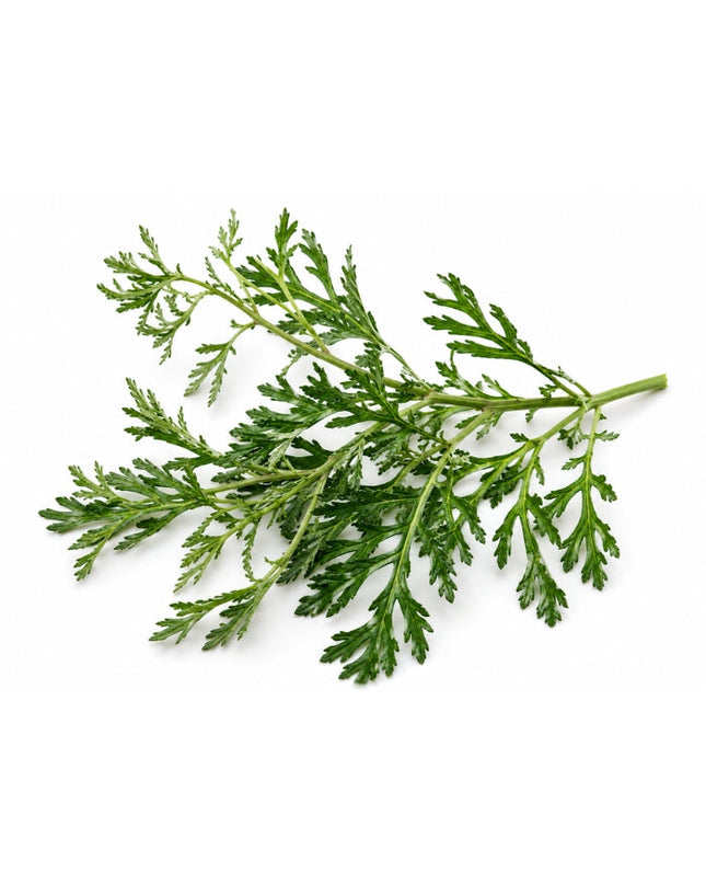 Davana Essential Oil
