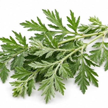 Mugwort Essential Oil