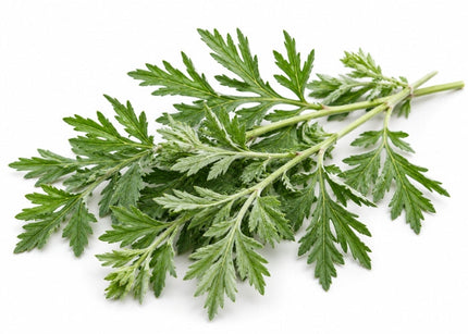 Mugwort Essential Oil