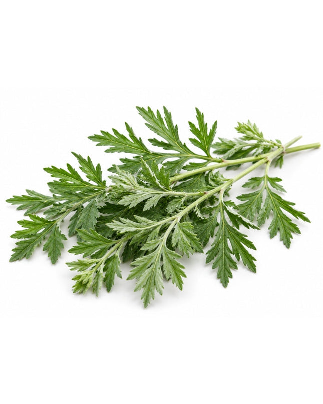 Mugwort Essential Oil