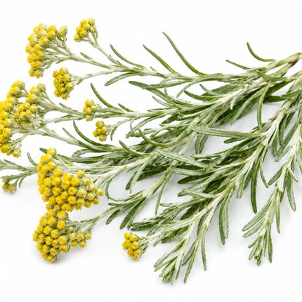 Helichrysum Essential Oil