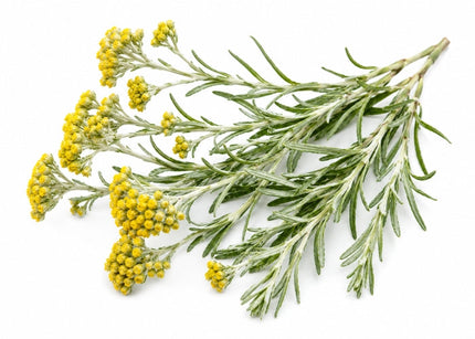 Helichrysum Essential Oil