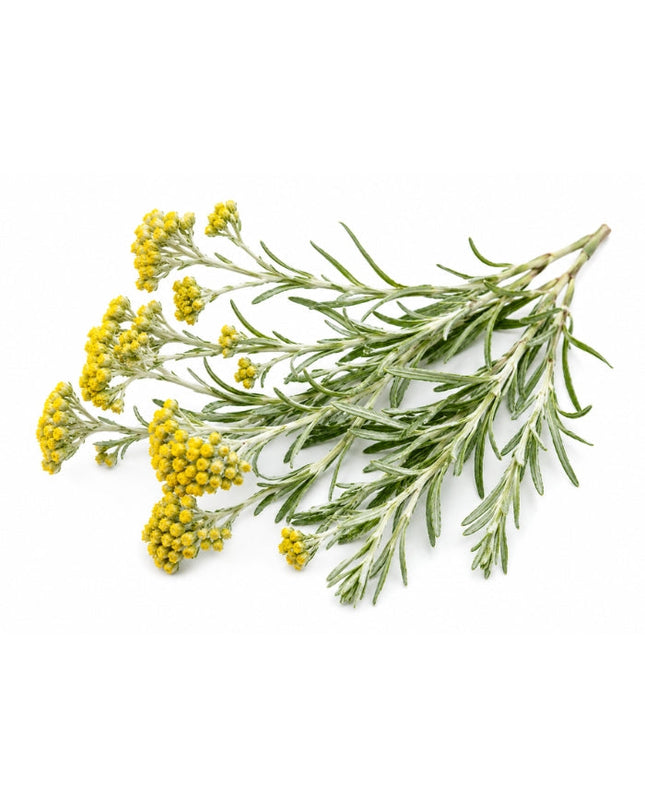 Helichrysum Essential Oil