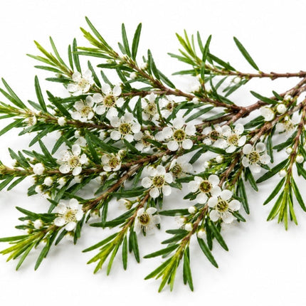 Kānuka Essential Oil