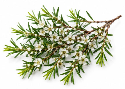 Kānuka Essential Oil