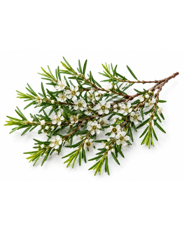 Kānuka Essential Oil