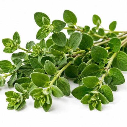 Oregano Essential oil