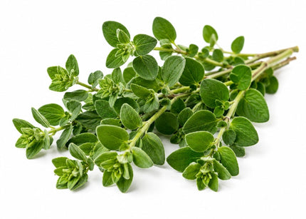 Oregano Essential oil