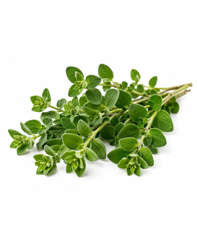 Oregano Essential oil