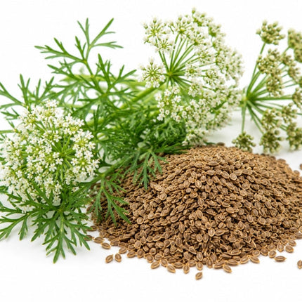 Carrot Seed Essential Oil