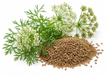 Carrot Seed Essential Oil